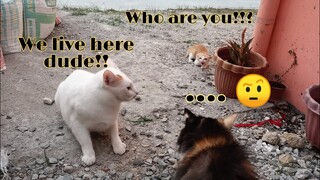 Cats meet neighbors kitten || Clowder zone