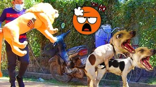 [Best Prank Dog] Big fake lion vs Prank Double dog along the street