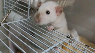 rat4