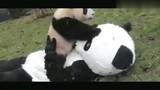 【Panda】Ahha! You're A Fake Panda!