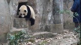 [Hewan]Saat seekor panda berlari mengejar penjaganya