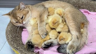 Anak kucing itu melihat anak ayam itu berlari ke dalam sarang dan secara sadar membawa kehangatan ke