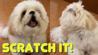 Shih tzu Puppy Knows How to "Scratch Yourself" ( Cute and Funny Dog Video)