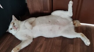 When Quarantine hit Spot's tummy 🤣🤣 || Clowder zone