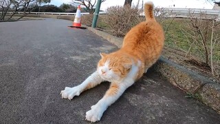 เจอแมวส้มตัวหนึ่งข้างถนนโดยบังเอิญ