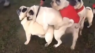 dog centiped 🤣🤣