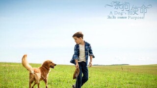 【明哥SHUO电影】《一条狗的使命》 狗子经历3次转世投胎，最终再次找到老主人，相认时感动到哭！