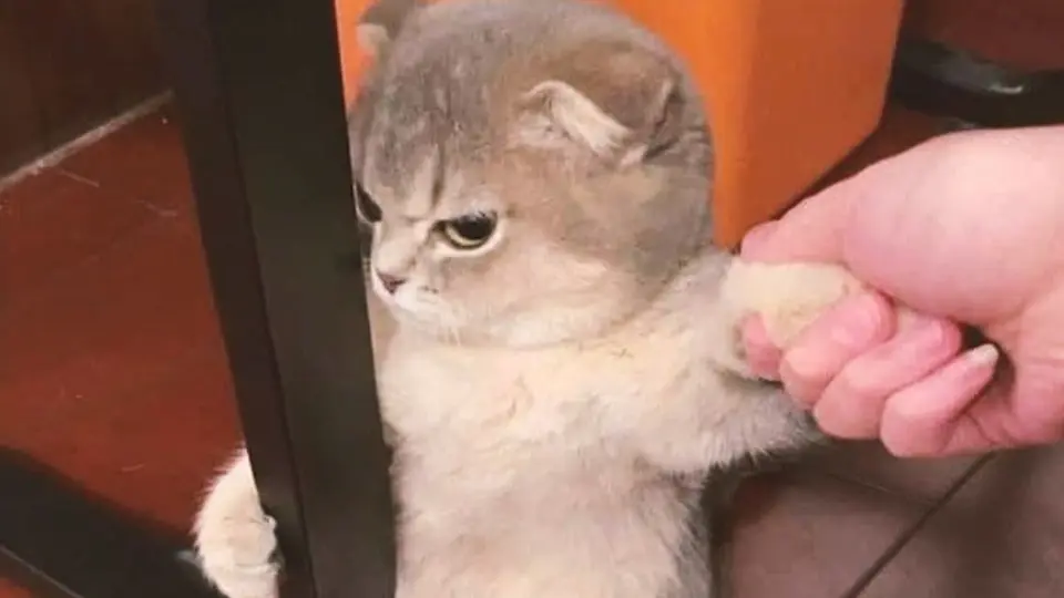Funny Cat Videos】It Got Angry - Bilibili
