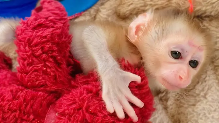 Most Emotional Baby Monkey!! Tiny Luca looks so unhappy wants Mom to comfort him when staying alone