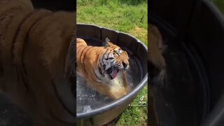 #FritoLayRickRoll #StepandFlex #k18hairflip #tiger #tigers #notapet #dayinthelife #pov #lion #shorts