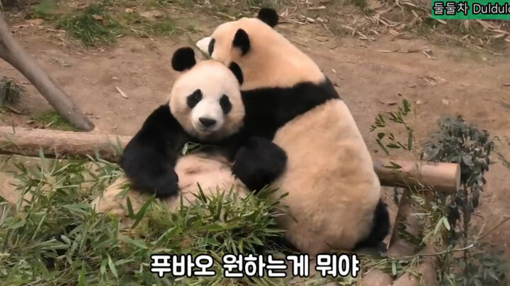 [Animal] [Panda Fu Bao] Sticking with Mom