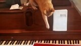 [Tẩy não] Nghệ sĩ Piano