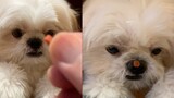 My Dog Tries To Get The Treat Placed Above His Nose | Funny Shih Tzu Dog Video