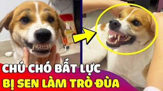 Chú chó 'BẤT LỰC' vì suốt ngày bị con Sen đem ra làm 'TRÒ ĐÙA' và cái kết 😂 Gâu Đần