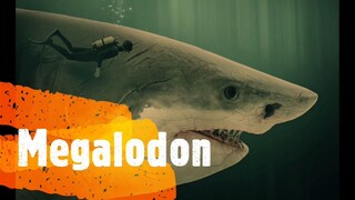 The Megalodon