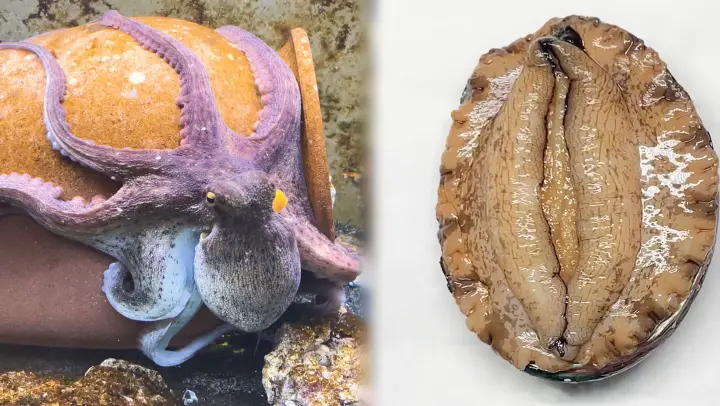 Which one will win in the fight, an octopus or an abalone?