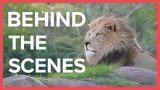 Behind the Scenes of Disney’s Animal Kingdom