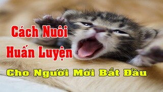 Cách nuôi mèo con + huấn luyện chúng cho người mới bắt đầu | Học Viện Thú Cưng