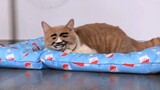 A video montage of cats