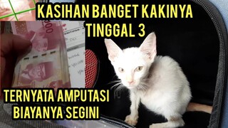 Masya Allah Walaupun Kakinya Tinggal 3 Kucing Ini Bahagia Karena Dapat Tempat Tinggal..!