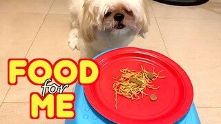 Shih Tzu Orders His Favorite Menu By Ringing The Bell ( Cute Dog Video )