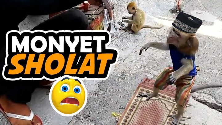 Topeng Monyet Lucu bisa SHOLAT dan Naik MOTOR