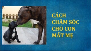 Cách nuôi chăm sóc pha sữa cho chó con mất mẹ mồ côi mẹ