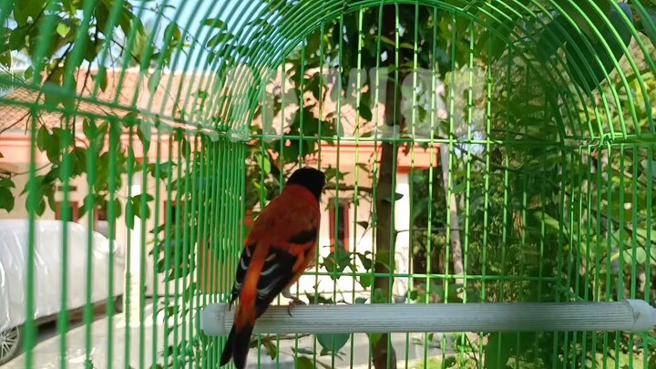 Red siskin gacor pancingan emosi kenari speed rapat