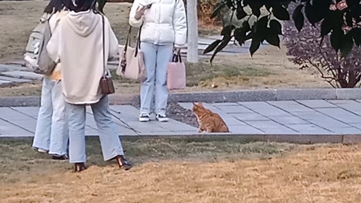 A orange cat's encounter with voice over