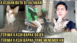 Masya Allah Kucing Buta Ini Minta Tolong Di Beri Tempat Tinggal Karena Gak Bisa Cari Makan Di Jalan