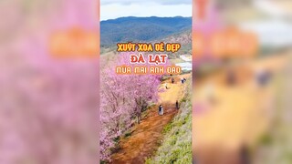 Mùa này đi Đà Lạt là đẹp