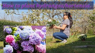 How to plant hydrangea/hortensia flowers.| In our not so secret garden | Filipino-German Family