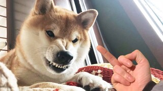 Funny Pets Reaction To Middle Finger - Totally Random Funny Animal Videos 2021 | Pets Squad