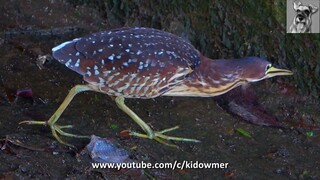 How the VON SCHRENCK's BITTERN forages in a longkang (drainage canal)