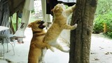 The unbeatable teamwork! 💪 CATS AND DOGS Awesome Friendship