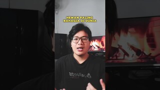 HEWAN PALING BAHAGIA DI DUNIA | QUOKKA