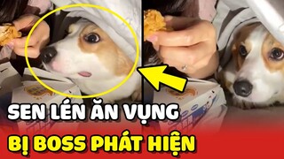 Sen LÉN ĂN VỤNG bị Corgi PHÁT HIỆN và cái kết NGƯỢNG NGÙNG 😂 | Yêu Lu