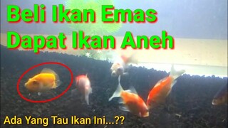 Ikan Aneh Tanpa Buntut