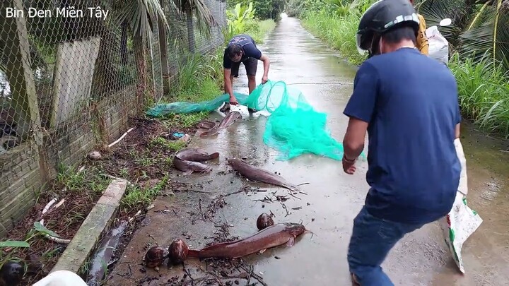 7 con cá trê hơn 20 ký. Mọi người tin anh em bin chưa - Bin Đen Miền Tây