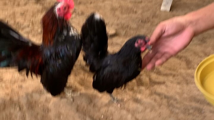 seramah chickens..👌