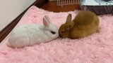 [Động vật] Thỏ phải vừa ngủ vừa hôn nhau? Sao lại vậy trước mặt tôi?