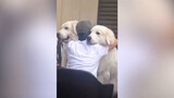 Dog Video Compilation | Sweet Moments Between Dogs And Their Owners
