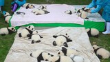 Panda Dango Sticking Together!