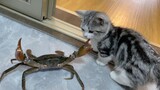[Cat] Guess who will win in the fight, the kitten or the crab?