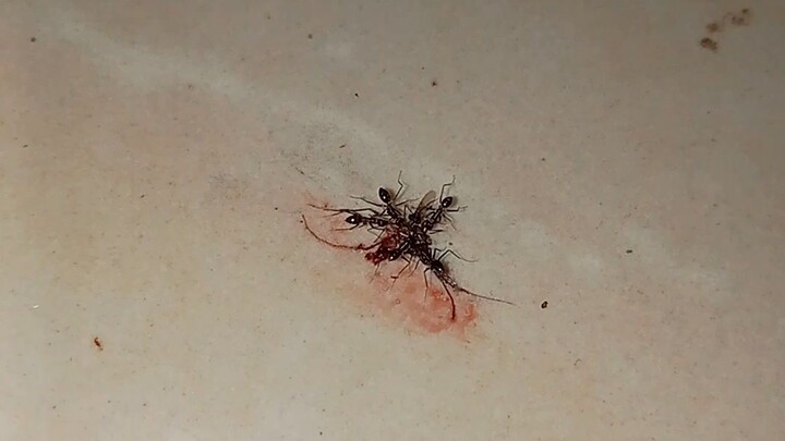 the ant soldier 🪖