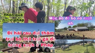 Đi hái rau dại gặp nguyên trại bò thịt béo ú gà đẻ trứng sạch mấy nghìn con/cuộc sống thôn quê pháp