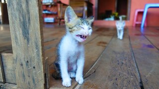 Sibling kitten cleaned itself and hungry mom's milk