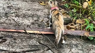 猫：狗拿耗子多管闲事