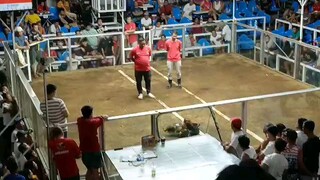 superkelson grey 2x winner