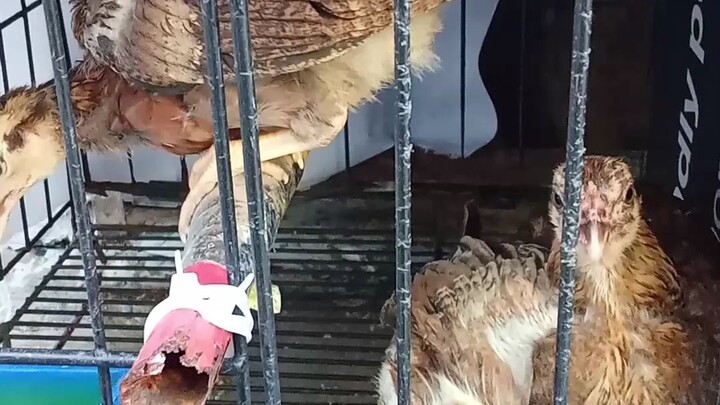 Raptor